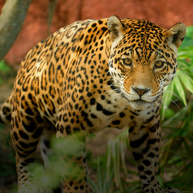 WCS WWD Hero: Jaguar