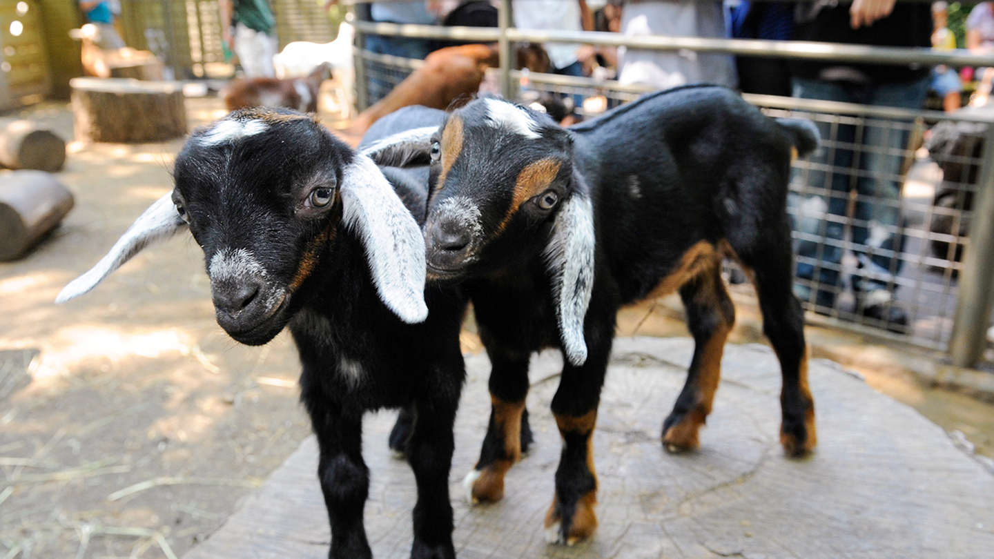 Mini-Nubian Goat Kids