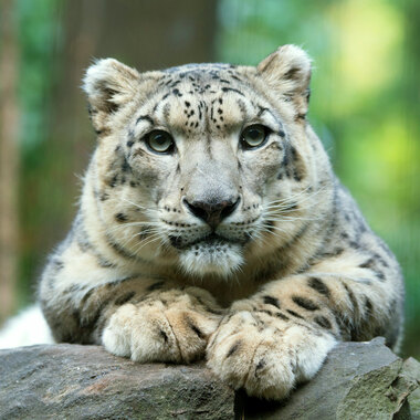 CPZ Snow Leopard